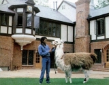 conllama2.jpg